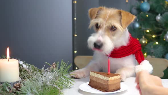 A dog in a red Christmas scarf looks at a cake with a burning candle in Christmas alt