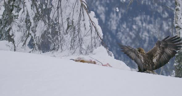Proud Golden Eagle Landing in the Snow at Mountain Peak at the Winter