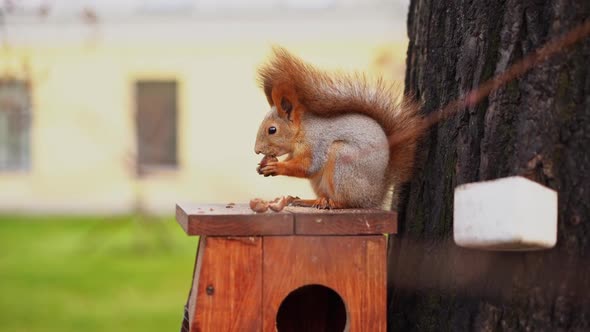 Squirrel Sitting on Bird Feeder Eating a Hazelnut