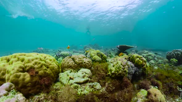 The Underwater World of a Coral Reef. alt