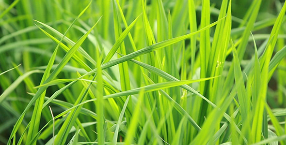 Paddy Plant Background, Stock Footage | VideoHive