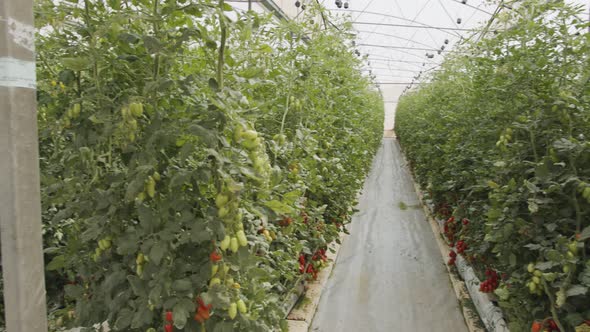 Tomato plants growing in a large scale greenhouse under controlled conditions alt
