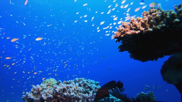 Underwater Sea World Life alt