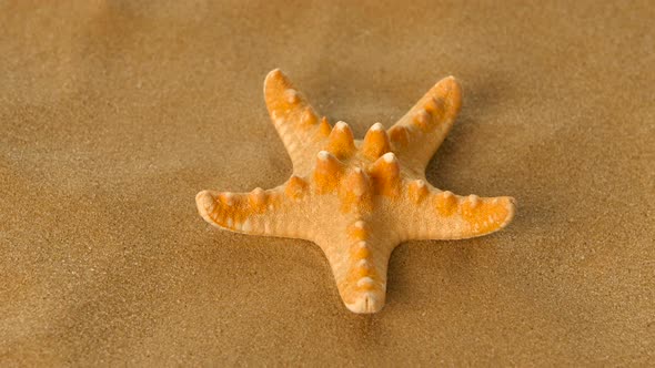 Small Starfish on a Sand Beach, Rotation, Closeup alt