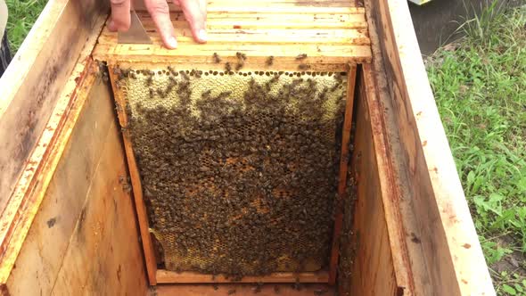 Beautiful Winged Bee Slowly Flies to Beehive Collect Nectar on Private Apiary from Live Flowers