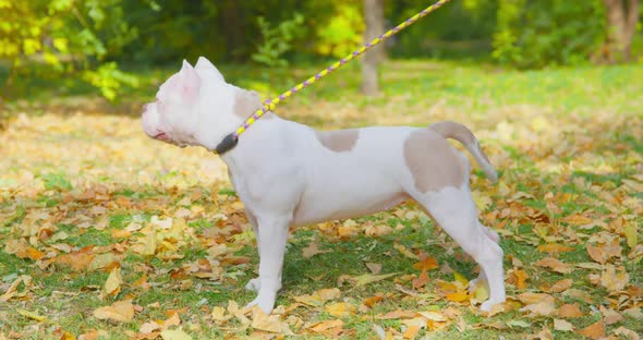 Active American Bully Puppy with Collar and Leash Stands in Beautiful Autumn City Park Among alt
