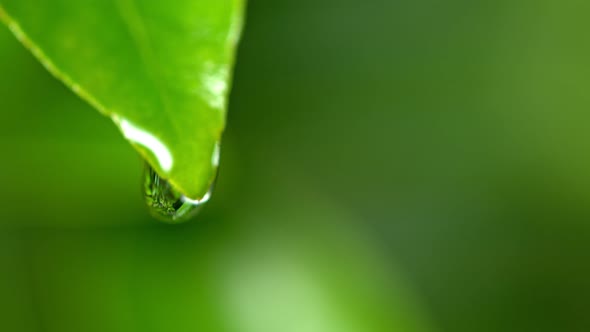 Super Slow Motion Shot of Droplet Falling From Fresh Green Leaf at 1000Fps. alt