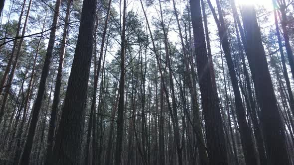 Trees in a Pine Forest During the Day Aerial View alt