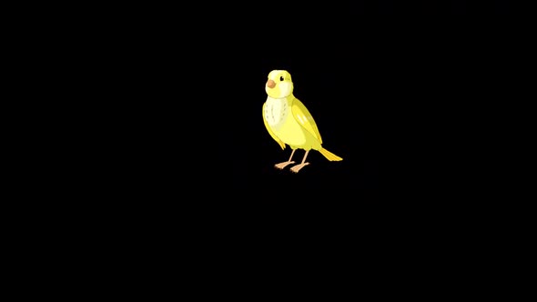 Yellow canary alpha matte HD