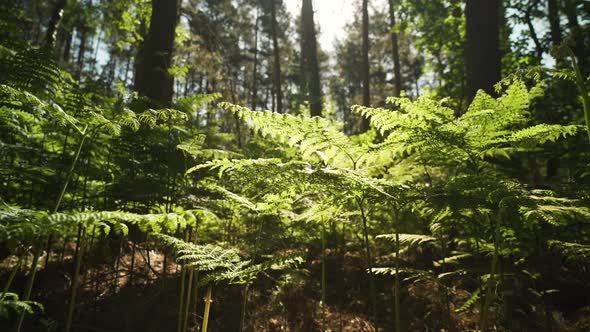 Forest floor at sunrise