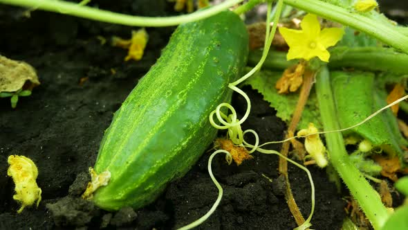 A Large Ripe Cucumber Lies on the Ground in a Bed