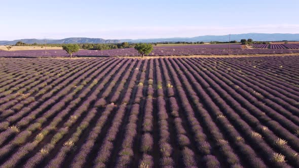 Lavender in Plateau de Valensole alt