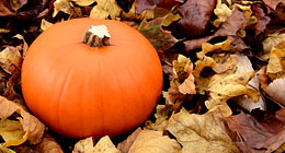 Autumn, Thanksgiving & Halloween