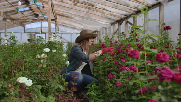 Girl Florist in a Flower Greenhouse Sitting Examines Roses Touches Hands Smiling. Little Flower alt