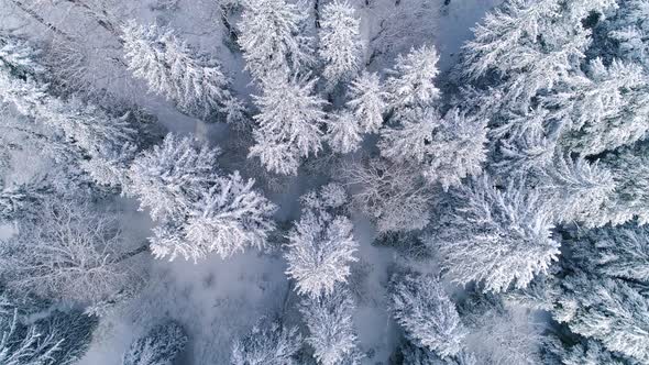 Top View Of Snowy Trees