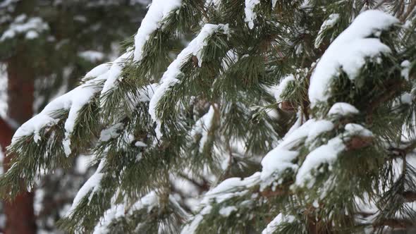 7 Coniferous Branch Under The Snow