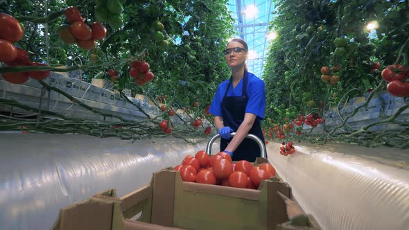 Greenhouse Worker Picks Tomatoes From Branches. alt