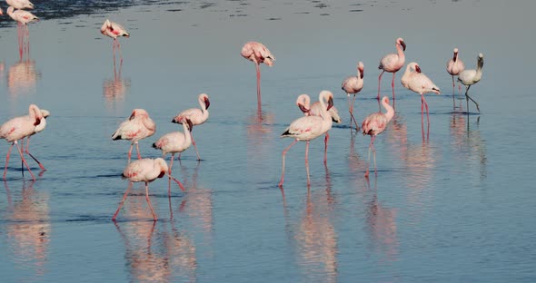 Stunning footage of the shallow waters near Walvis Bay with lots of flamingos 4k alt