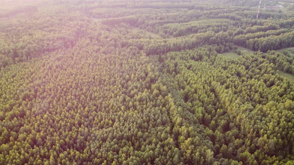 View Into the Distance From the Height of the Forest