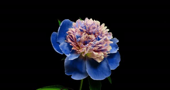 Beautiful Blue Peony Background. Blooming Peony Flower Open, Time Lapse  UHD Video Timelapse alt