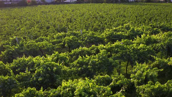 Flight Over The Italian Vineyard Drone  Aerial