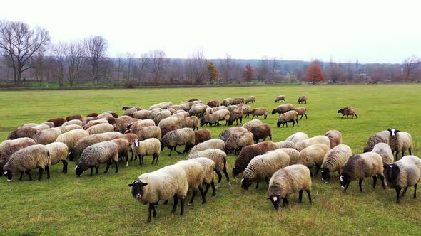 Sheeps in a field eat grass in sunny day. Long-haired domestic animals in a herd across the meadow. alt