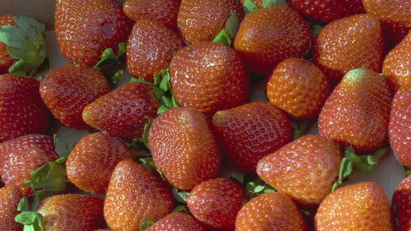 Closeup Shot of Fresh Strawberries on a Sunny Day