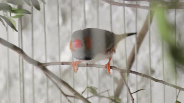 Taeniopygia Guttata Bird in Wooden Bird Cage