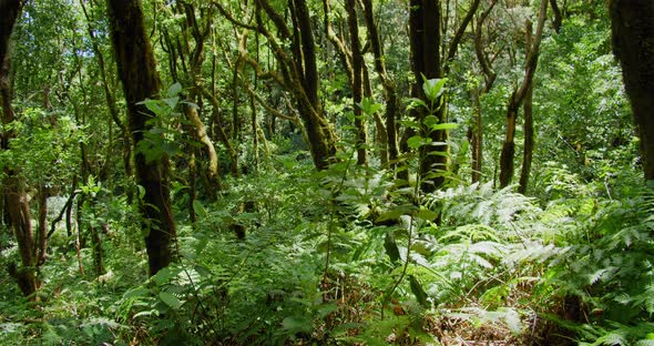 La Ensillada Cabeza De Tejo Walking Through Bosque Encantado in Anaga Forest on Tenerife Canary alt