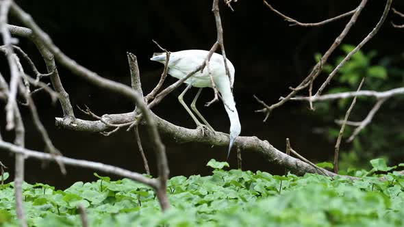 Little Blue Heron (egretta caerulea), Fishing in a River Catching Fish, Costa Rica Birds and Wildlif alt