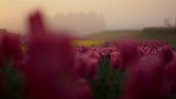 Close Up Pink Flower Bud in Blooming Flower Garden in Morning Light Outside alt