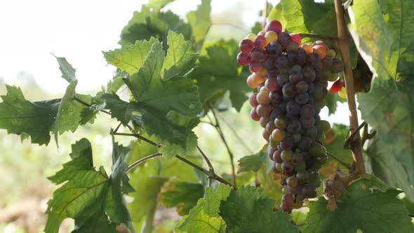 Vitis vinifera fruit in a vineyard close-up 4K footage