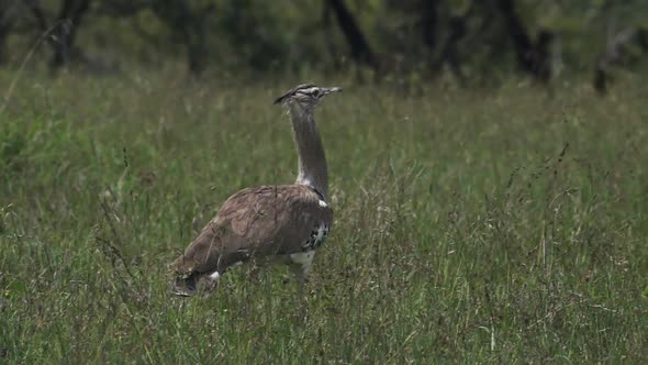 Kori bustard Walking On The Grassy Field In El Karama Lodge In Kenya - Wide Shot alt