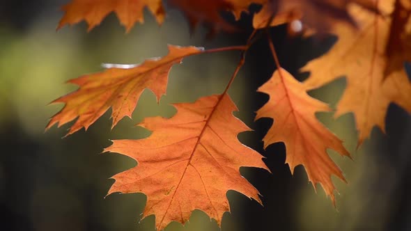 Autumn oak leaves on the background of the park. alt