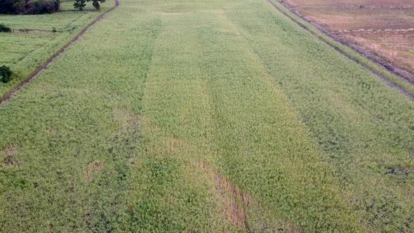 field sunhemp High Angle alt