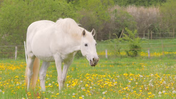 White Horse Walking on the Pasture with Dandelions. alt