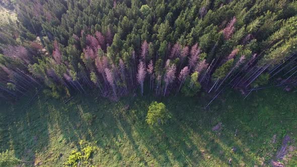 Deforestation. Aerial drone view of forest destroyed in Ukraine.