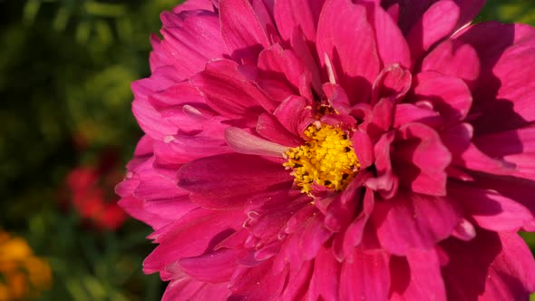 Beautiful Cosmos bipinnatus  Double Cranberry flower in the garden 4K 2160p 30fps  UltraHD footage - alt