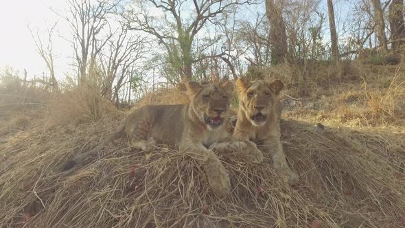 side by side cubs panting alt