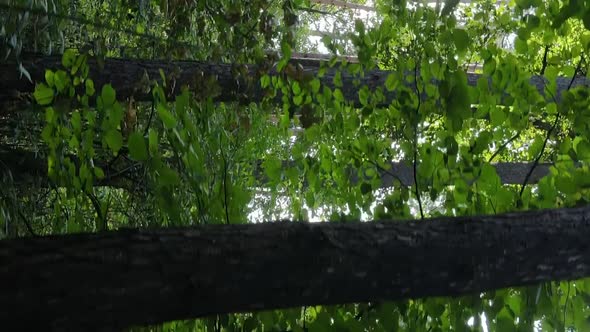 Vertical Video of a Beautiful Forest in Summer alt