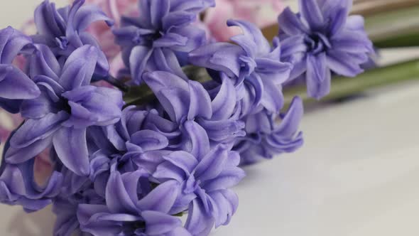 Close-up panning on fragrant flowering Hyacinth  plant 4K 2160p 30fps UltraHD  footage - Purple and  alt