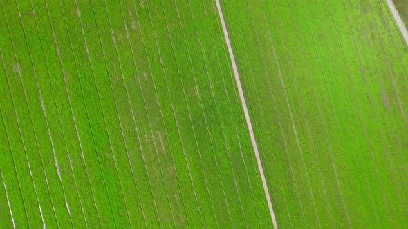 The sapling of the green rice plant. Video of fresh spring rice field alt