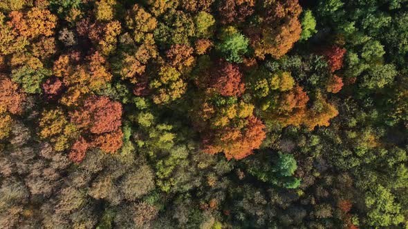 Colorful autumn forest aerial view