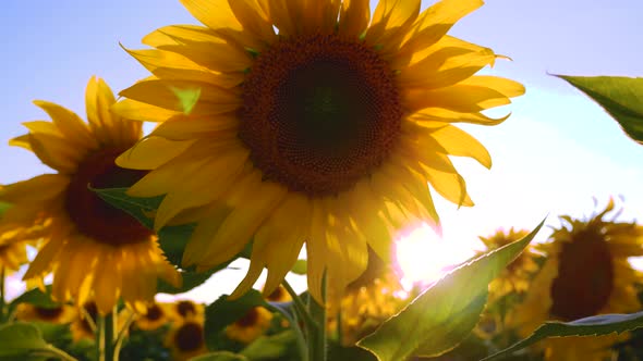 A Large Flower of a Flowering Sunflower Against the Background of the Sunset