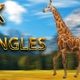 Giraffe walking from 3 different angles - VideoHive Item for Sale