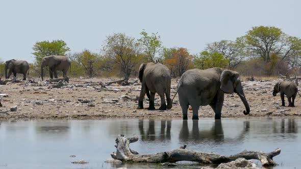 Herd of Elephants Head to the Pond to Drink Water and Wash Themselves alt