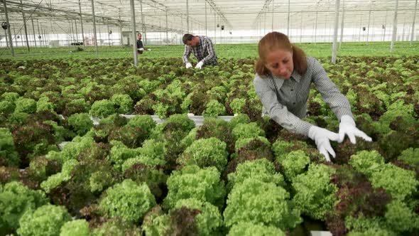 Female Farmer Working in a Greenhouse with Modern Irigation alt