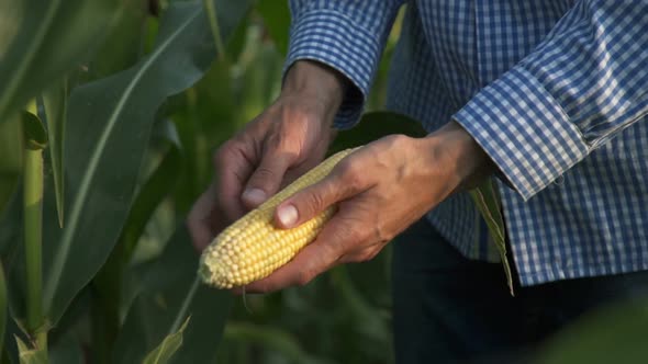 Farmer Inspecting Corn Cob