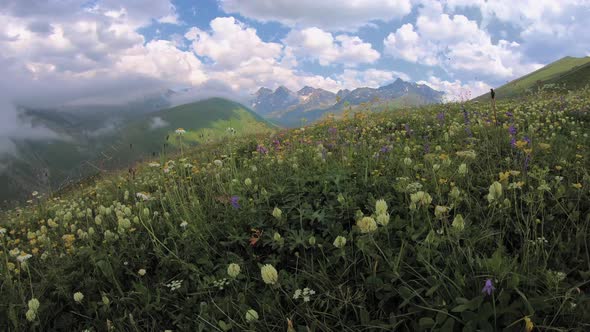 Beautiful Mountain Flower