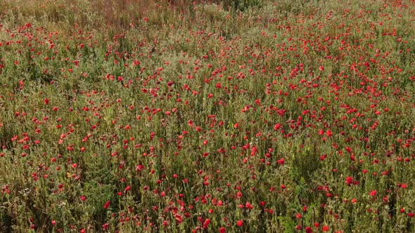 Aerial View of a Wild Field with Blooming Red Poppies Swaying in the Wind alt